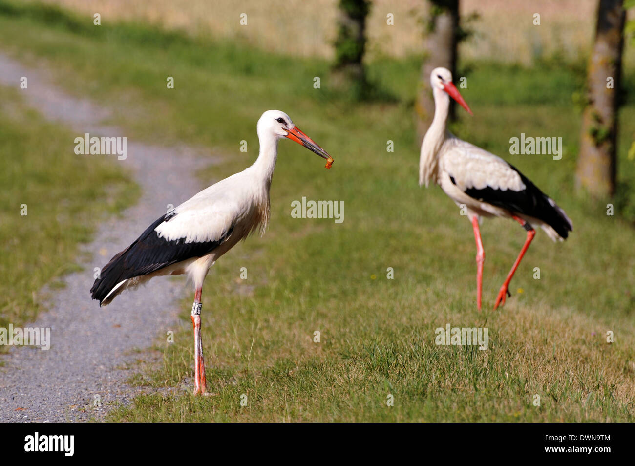 Zwei Störche auf Futtersuche Stockfoto