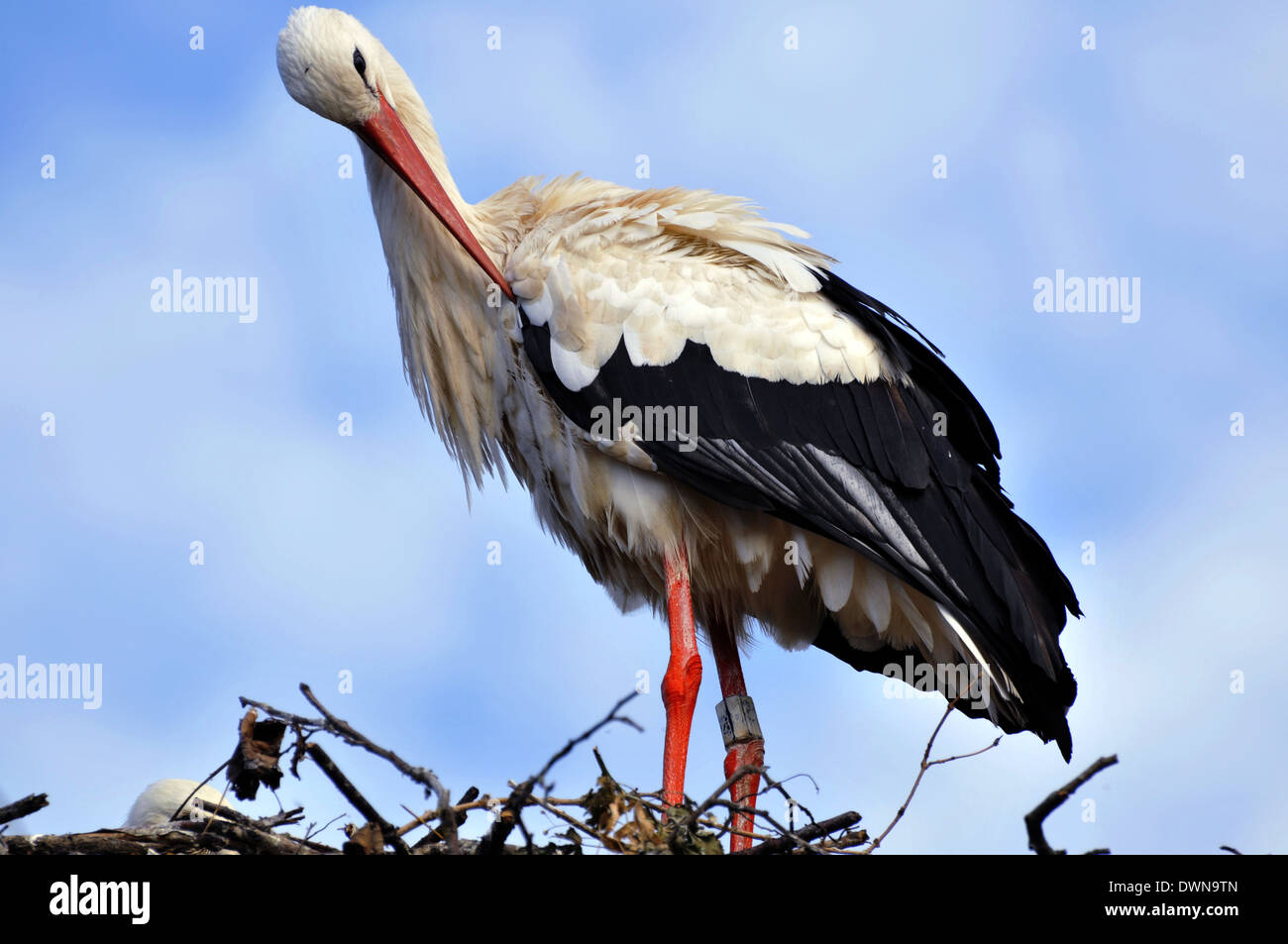 Storch mit Jungvogel im Nest Reinigung Federn Stockfoto