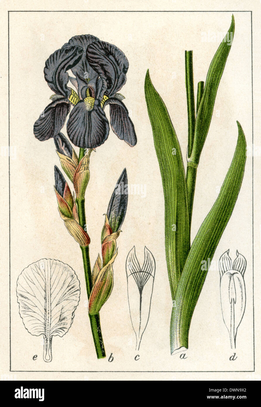 Iris Germanica, deutsche Iris Stockfoto