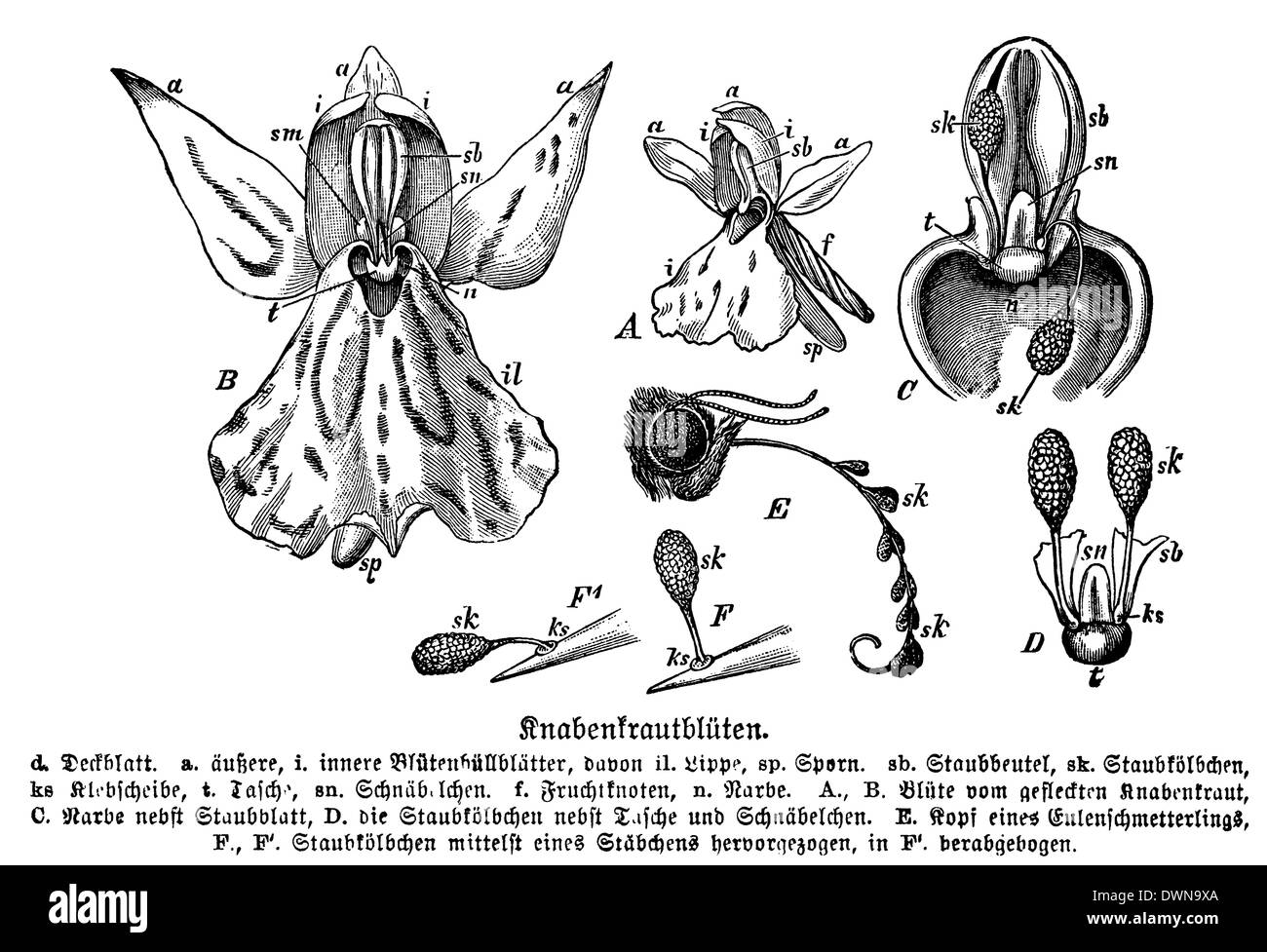 Knabenkraut: Blume Stockfoto