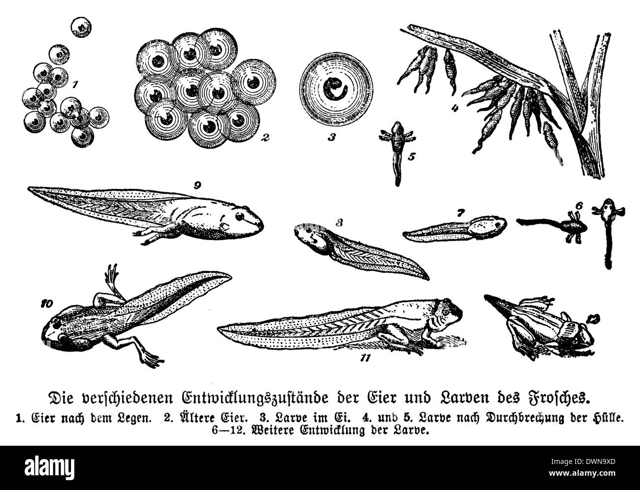 Frosch: Stadien der Entwicklung Stockfotografie - Alamy