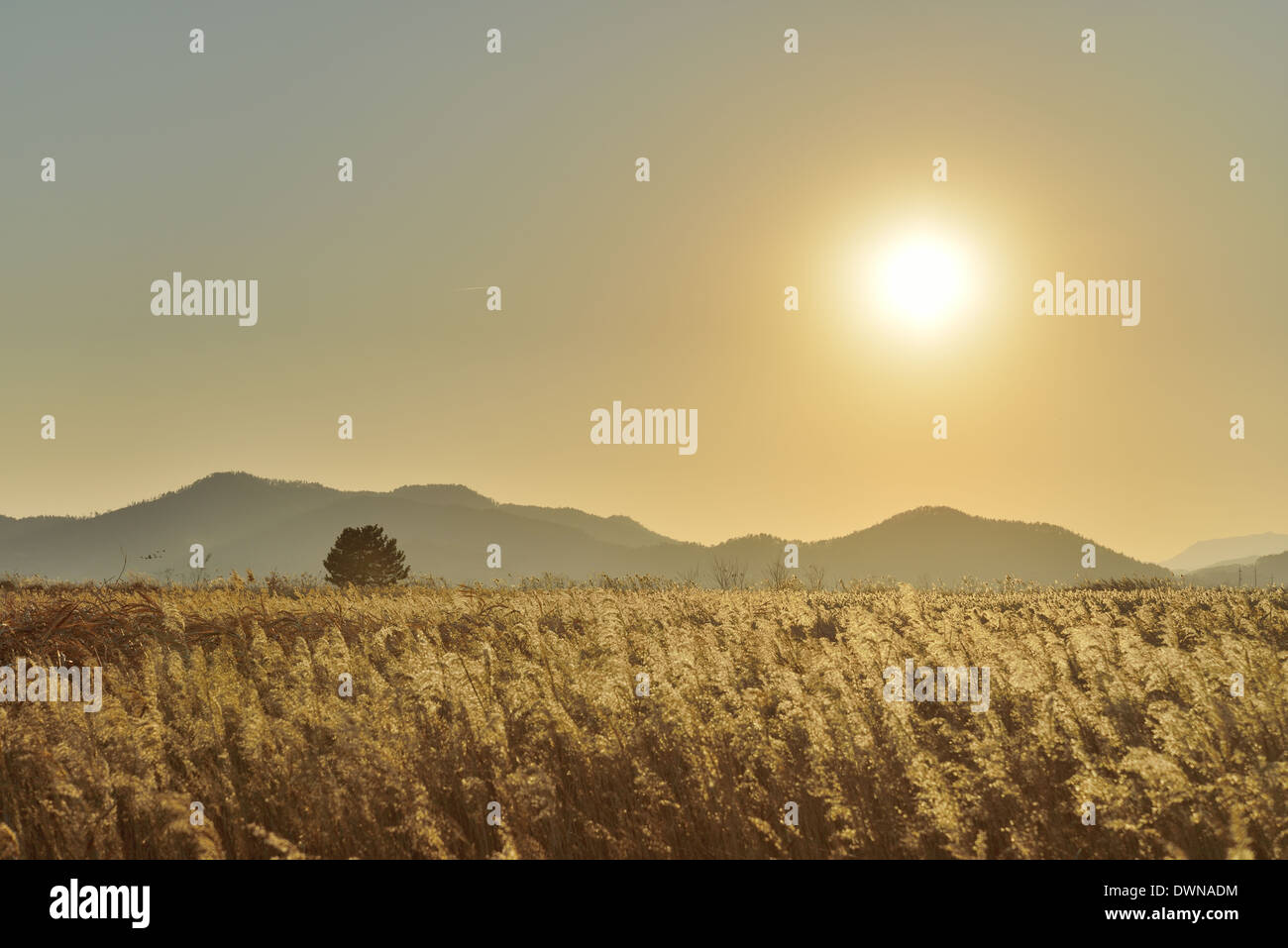 Landschaft von Schilf Feld in Suncheon Bay in Korea Stockfoto