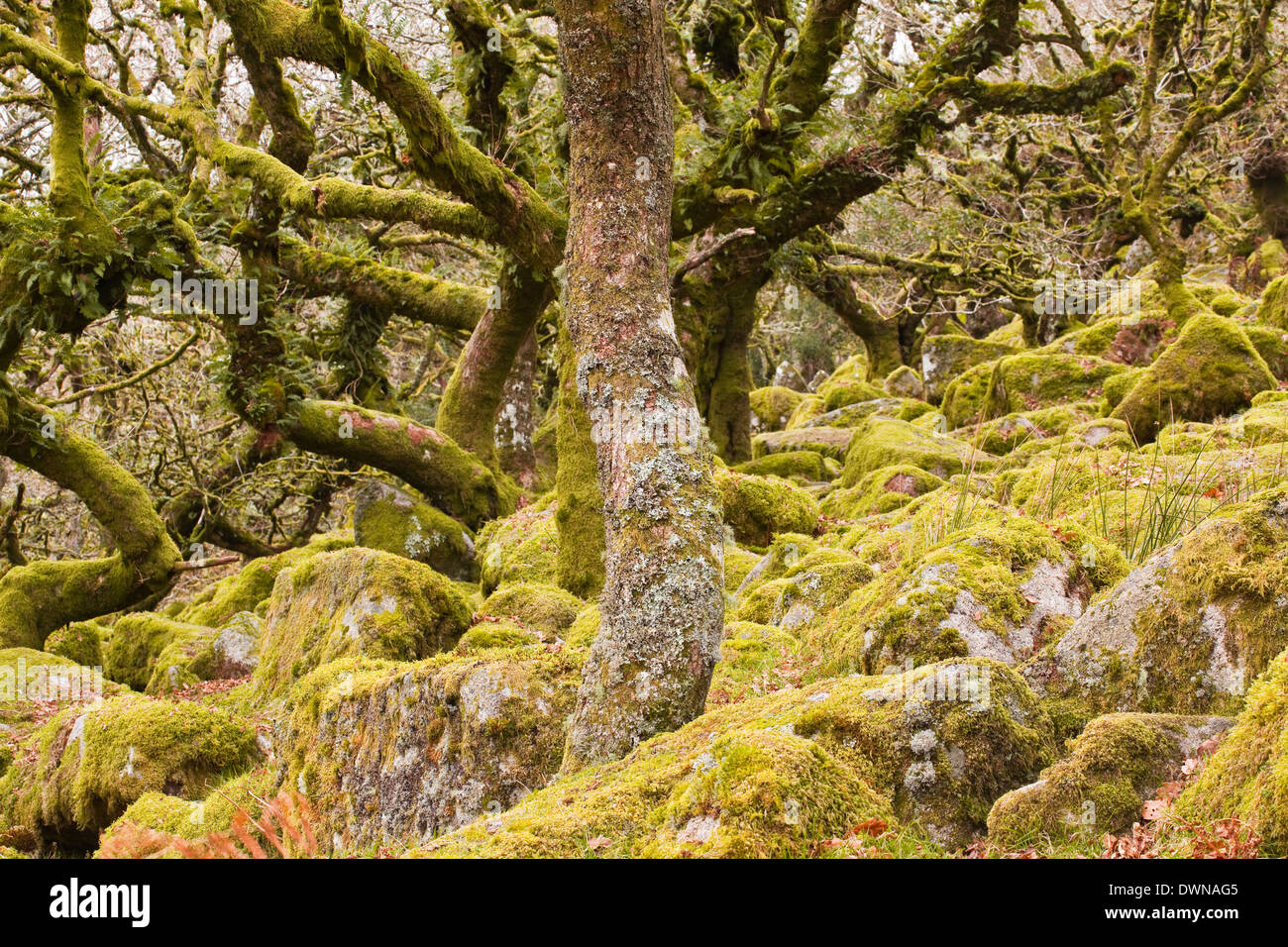 Wistman Holz in Dartmoor National Park, Devon, England, Vereinigtes Königreich, Europa Stockfoto