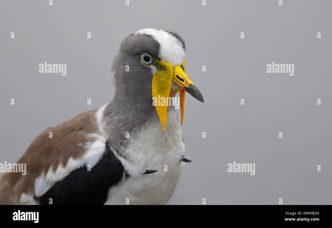 White-crowned Kiebitz (Vanellus Albiceps), Krüger Nationalpark in Südafrika Stockfoto