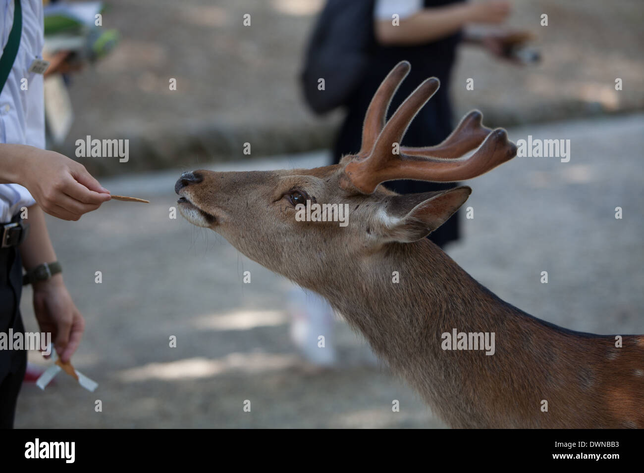 Sika Rotwild nimmt einen Cracker von Tourist, Nara, Japan Stockfoto