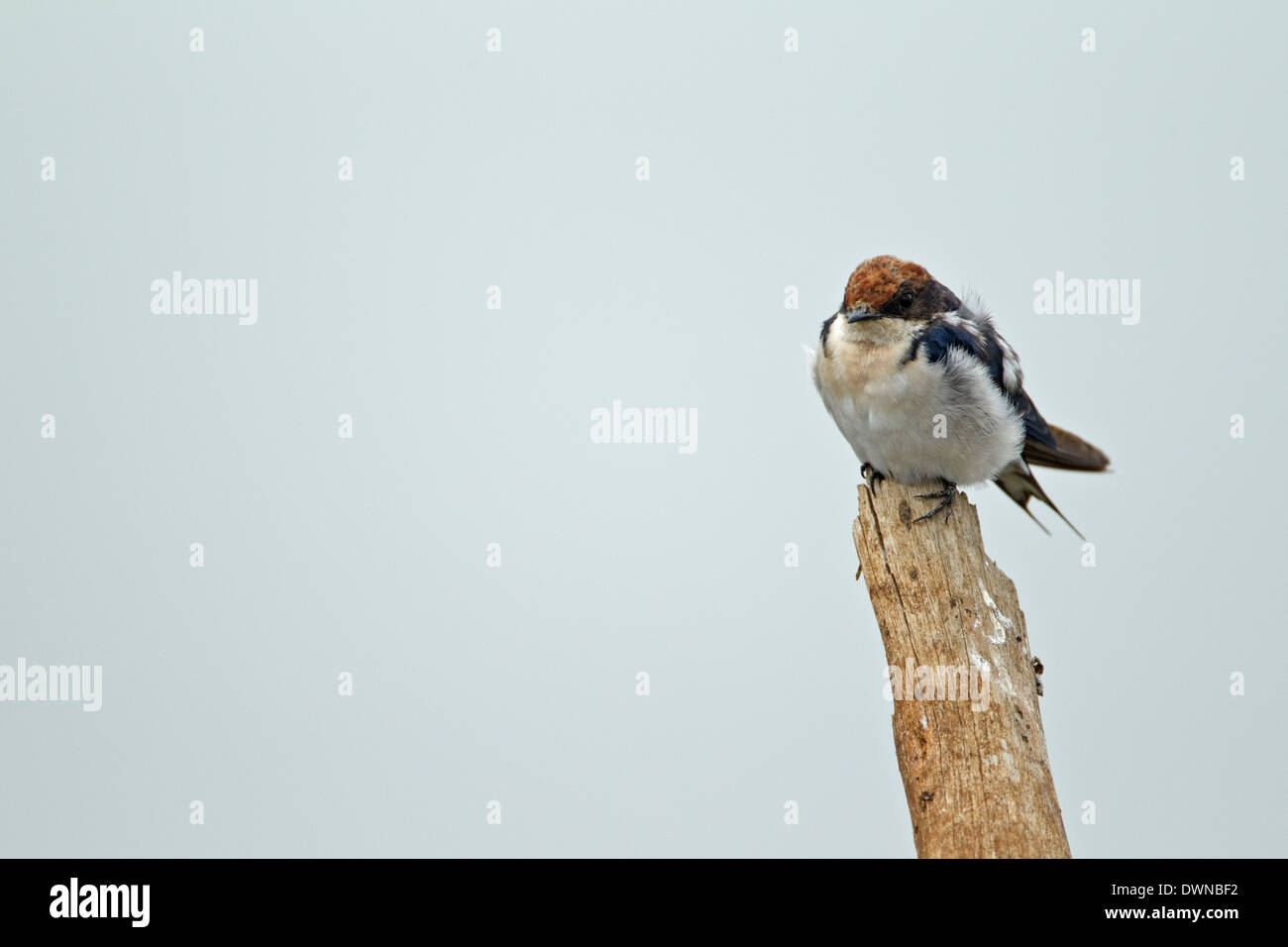 Draht-angebundene Schwalbe (Hirundo Smithii), Krüger Nationalpark in Südafrika Stockfoto