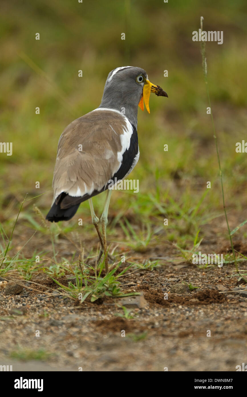 White-crowned Kiebitz (Vanellus Albiceps), Krüger Nationalpark in Südafrika Stockfoto