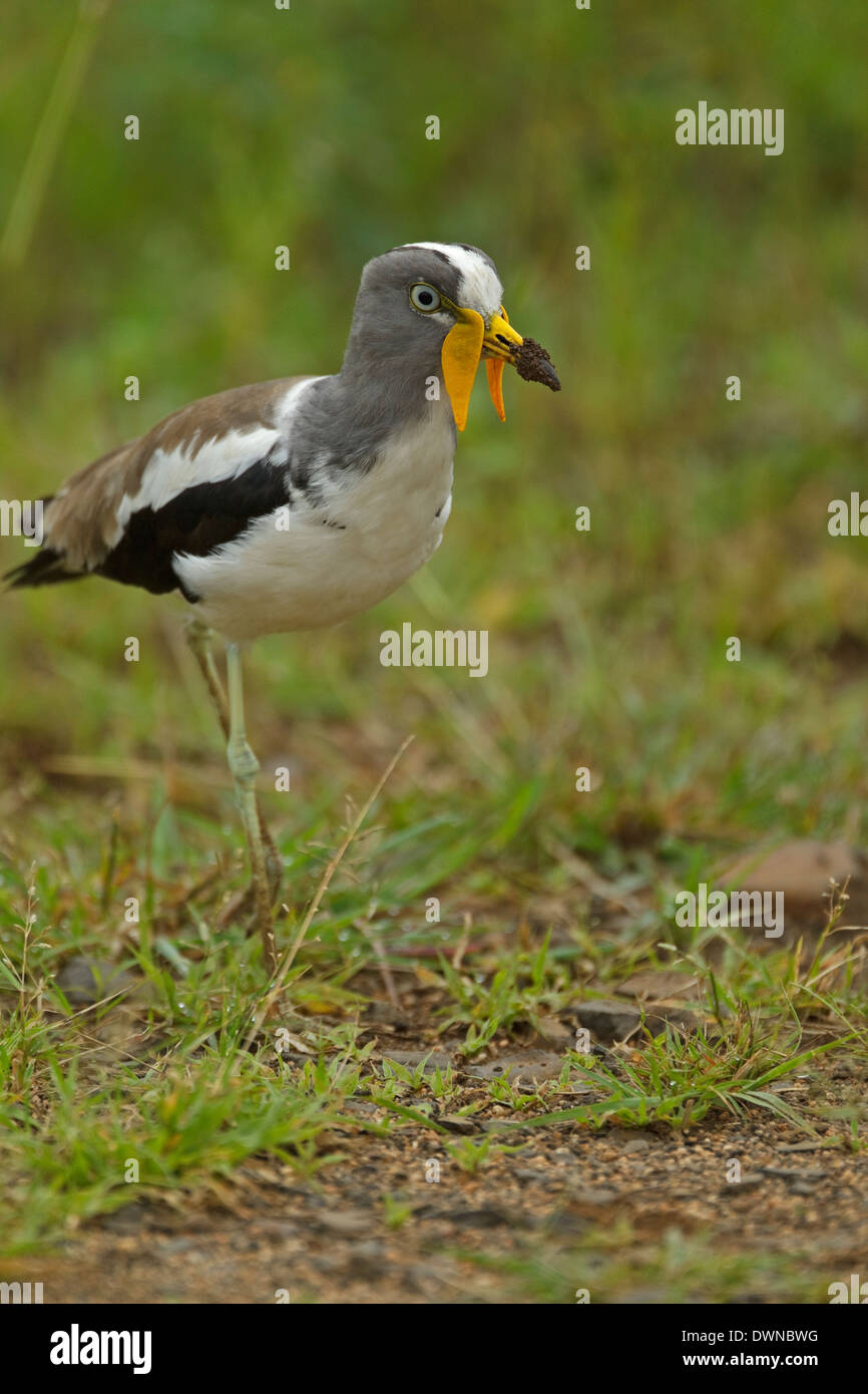 White-crowned Kiebitz (Vanellus Albiceps), Krüger Nationalpark in Südafrika Stockfoto