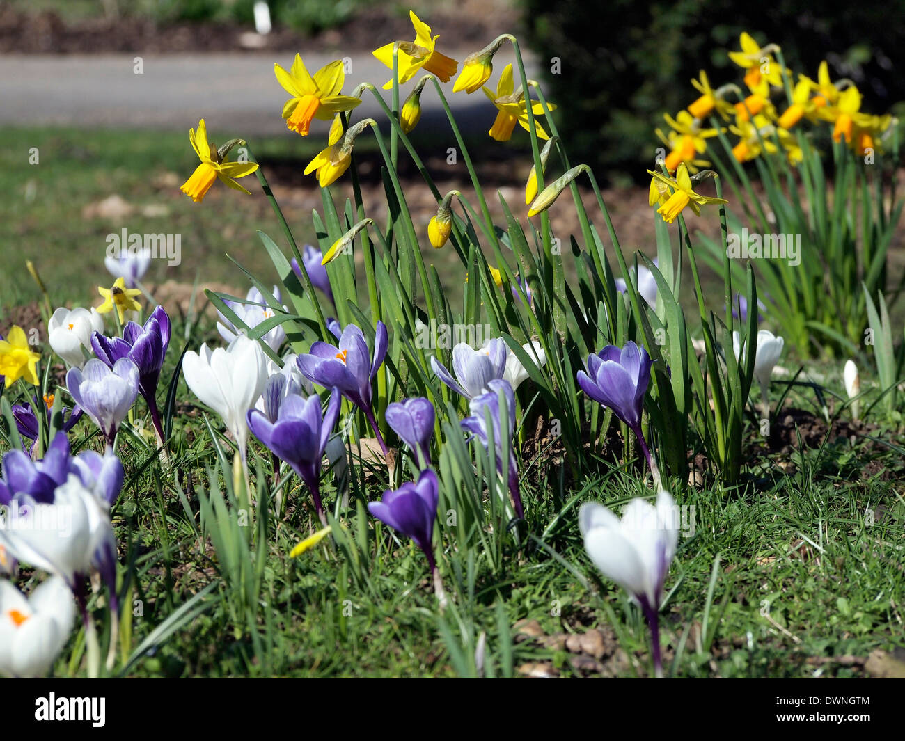 Krokus und gelbe Narzissen sorgen für eine helle Frühling Bildwiedergabe bei Hiller Gardens, Hampshire. Stockfoto