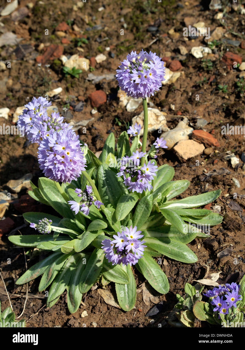 Primula Verbreitungsgebiet und asiatischen Primula-Sorte, die auch in schlechten Böden und Blüten im zeitigen Frühjahr wächst. Stockfoto