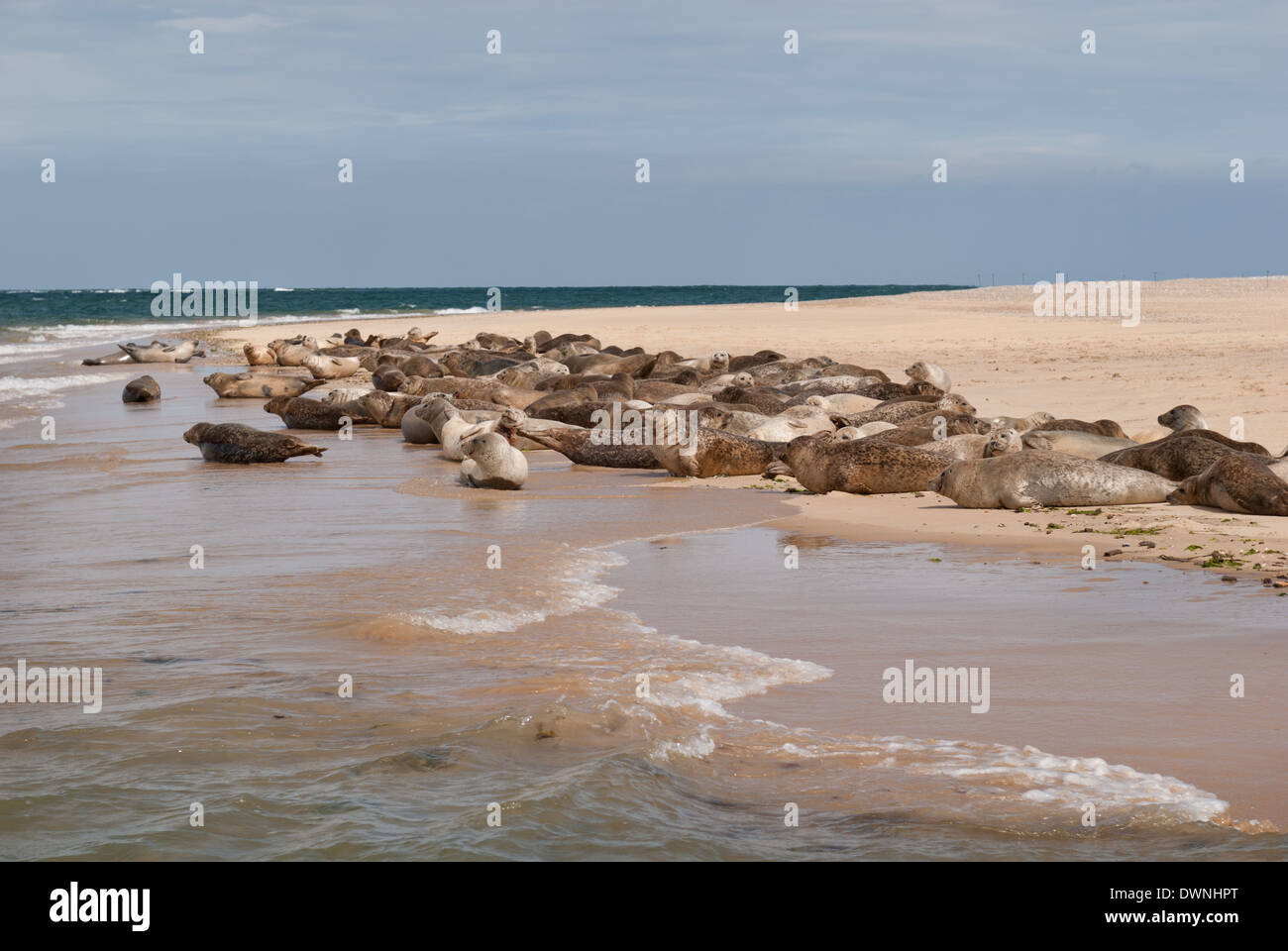 Herde-Gruppe Kolonie vor allem Seehunde und ein paar grau mit einigen blutende Wunden von territorialen Displays auf sandbank Stockfoto