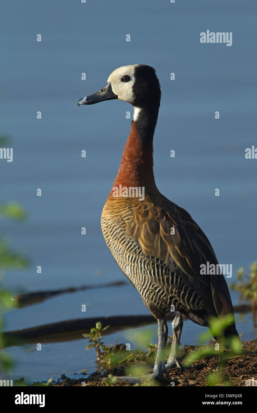 White-faced Pfeifen Ente (Dendrocygna Viduata), White-faced Pfeifen Ente, Krüger Nationalpark in Südafrika Stockfoto