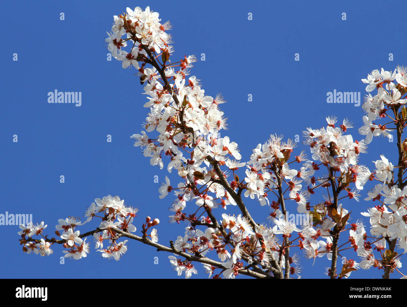 sehr weiß blühenden Blumen von einem Pfirsich Baum in voller Blüte im Frühjahr Stockfoto