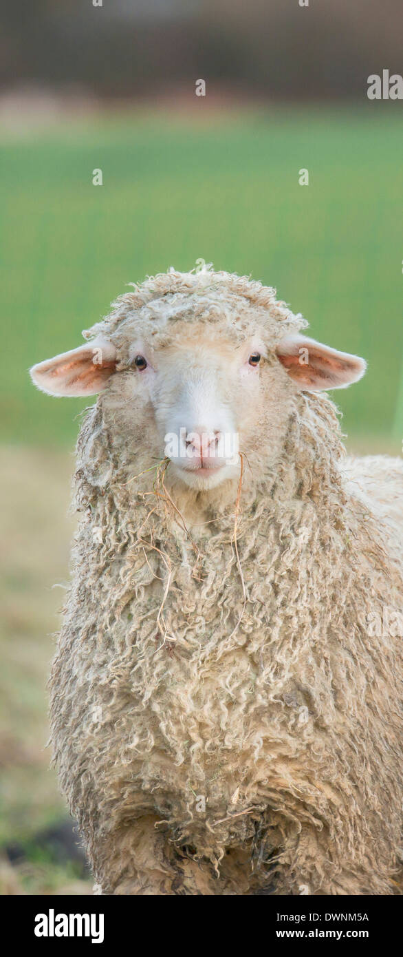 Schafe (Ovis Orientalis Aries), Bayern, Deutschland Stockfoto