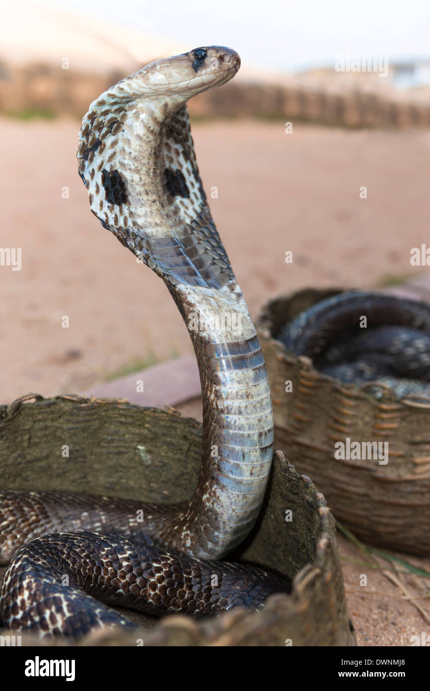 Indische Kobra, asiatischen Cobra oder Spectacled Cobra (Naja Naja), Pettigalawatta Region, südlichen Provinz, Sri Lanka Stockfoto