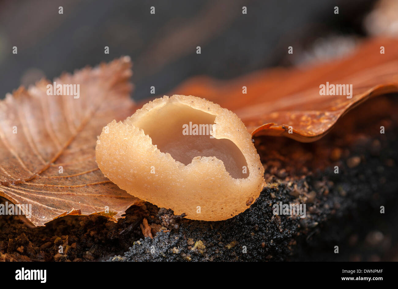 Cup-Pilzarten (Peziza Micropus), Fruchtbildung Körper, Hessen, Deutschland Stockfoto