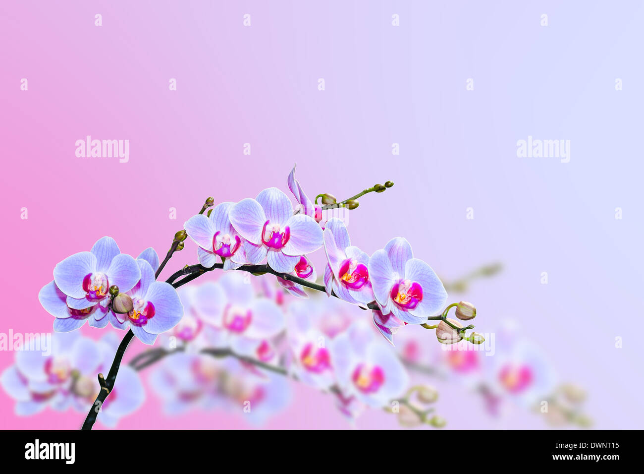 Magic lila blaue Orchideen blühen an unscharfen Hintergrund mit textfreiraum für text Stockfoto