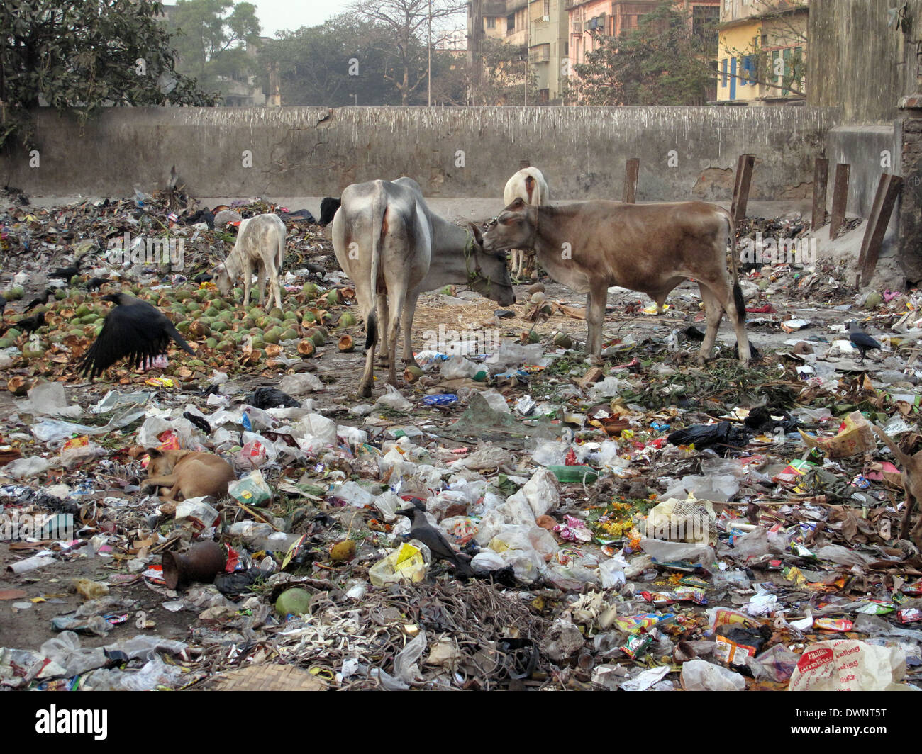 Straßen von Kalkutta. Tiere in Müllhaufen, 24. Januar 2009. Stockfoto