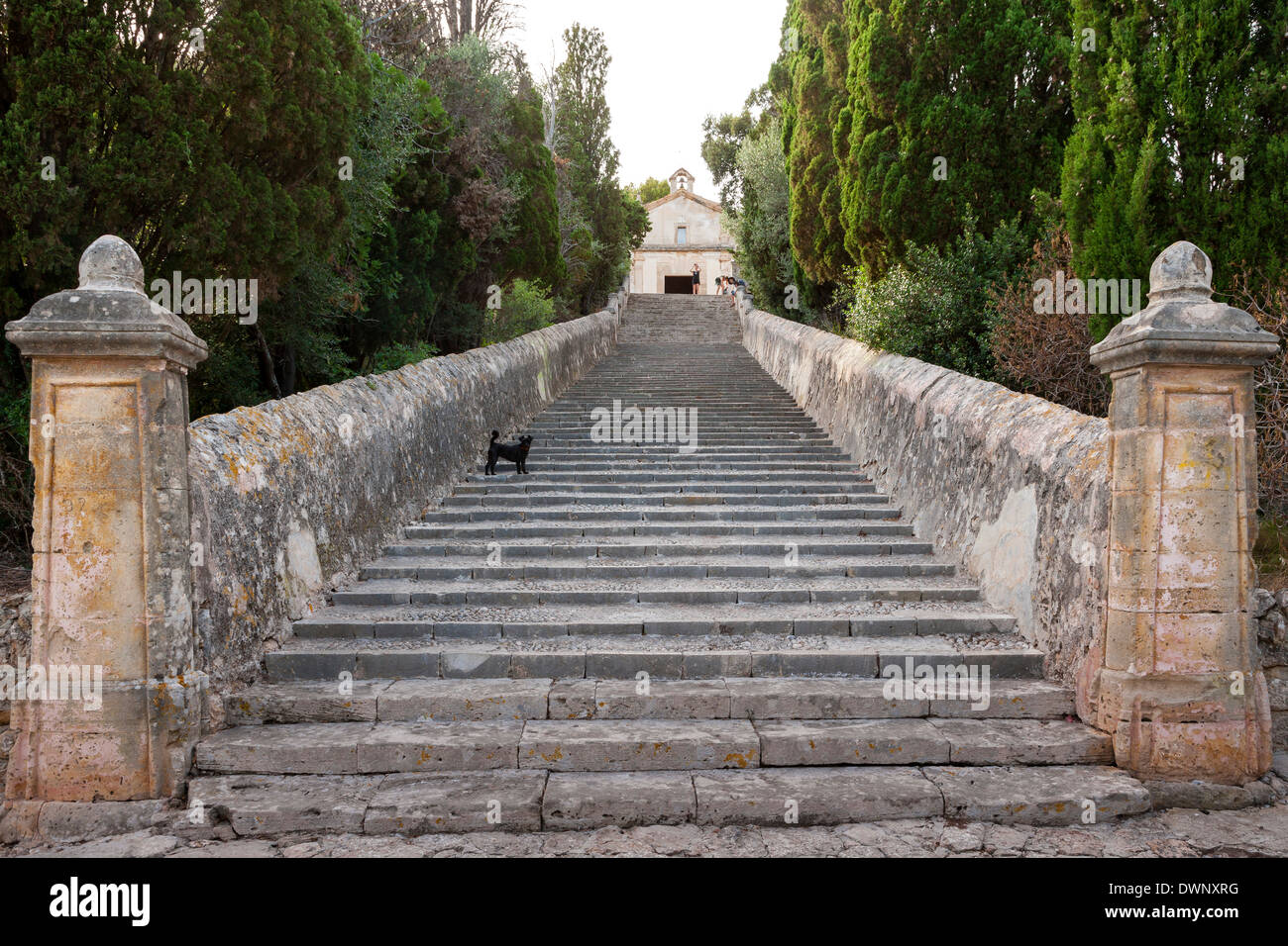 Treppe zum Kalvarienberg mit einem Hund, Pollença, Mallorca, Balearen, Spanien Stockfoto