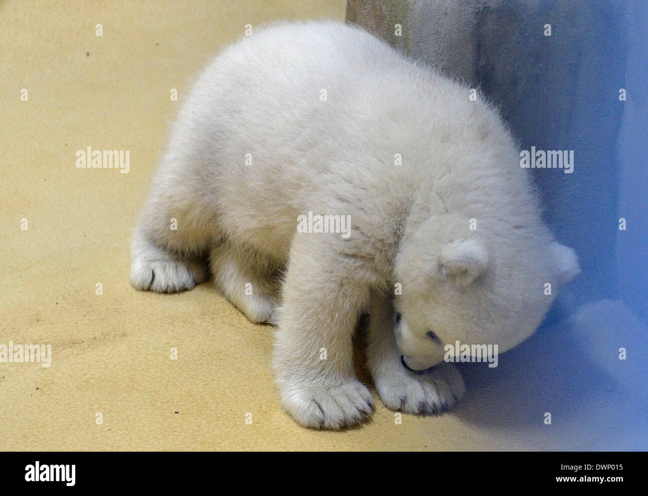 Bremerhaven, Deutschland. 12. März 2014. Ein Eisbär-Baby ist abgebildet auf der "Zoo am Meer" (lit.) Zoo am Meer) in Bremerhaven, Deutschland, 12. März 2014. Das Baby wurde am 16. Dezember 2013 geboren und jetzt lässt seine Geburt Höhle zum ersten Mal. Foto: CARMEN JASPERSEN/Dpa/Alamy Live News Stockfoto