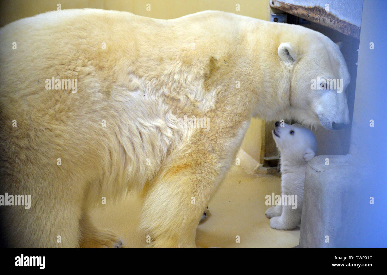 Bremerhaven, Deutschland. 12. März 2014. Ein Eisbär-Baby spielt mit seiner Mutter Valeska in der "Zoo am Meer" (lit.) Zoo am Meer) in Bremerhaven, Deutschland, 12. März 2014. Das Baby wurde am 16. Dezember 2013 geboren und jetzt lässt seine Geburt Höhle zum ersten Mal. Foto: CARMEN JASPERSEN/Dpa/Alamy Live News Stockfoto
