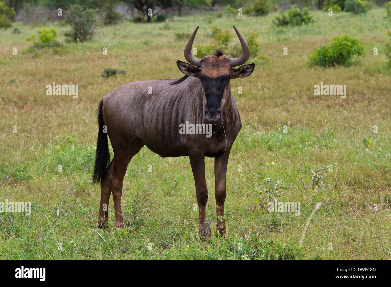 Blue Wildebeest (Connochaetes taurinus ssp. taurinus), Krüger National Park Südafrika Stockfoto