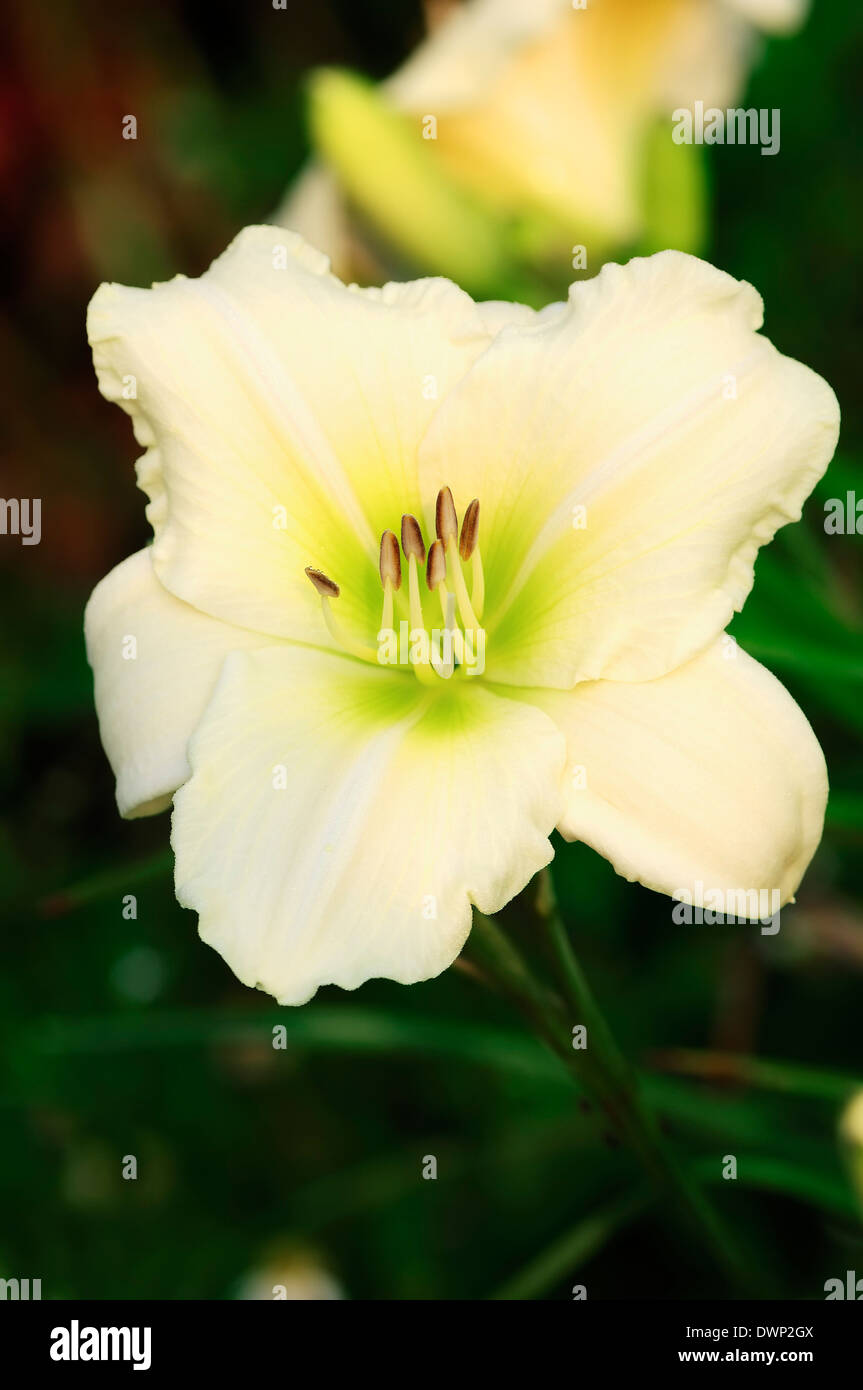 Taglilie (Hemerocallis-Hybriden), Blume Stockfoto