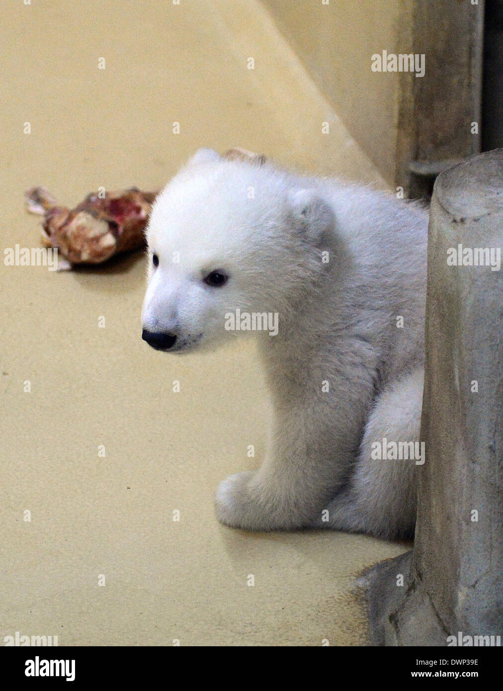 Bremerhaven, Deutschland. 12. März 2014. Ein Eisbär-Baby ist mit seinen Knochen kauen im Hintergrund abgebildet, auf der "Zoo am Meer" (lit.) Zoo am Meer) in Bremerhaven, Deutschland, 12. März 2014. Die weiblichen Polar Bear Cub wurde am 16. Dezember 2013 geboren und jetzt lässt seine Geburt Höhle zum ersten Mal. Foto: CARMEN JASPERSEN/Dpa/Alamy Live News Stockfoto