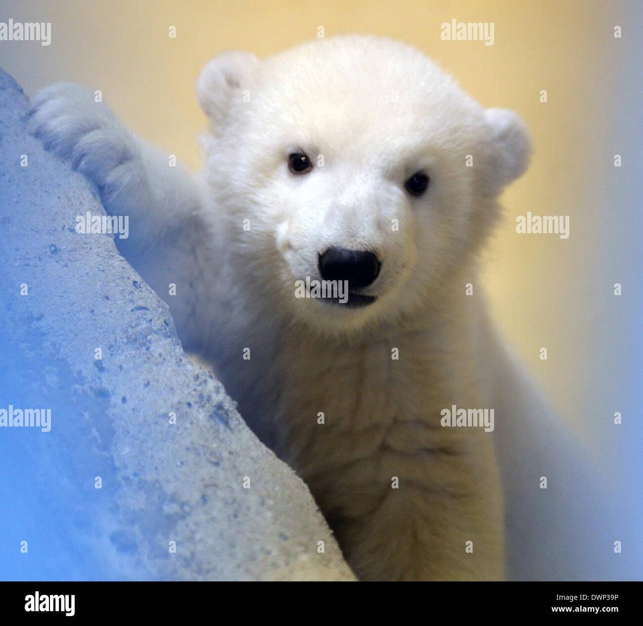 Bremerhaven, Deutschland. 12. März 2014. Ein Eisbär-Baby ist abgebildet auf der "Zoo am Meer" (lit.) Zoo am Meer) in Bremerhaven, Deutschland, 12. März 2014. Die weiblichen Polar Bear Cub wurde am 16. Dezember 2013 geboren und jetzt lässt seine Geburt Höhle zum ersten Mal. Foto: CARMEN JASPERSEN/Dpa/Alamy Live News Stockfoto