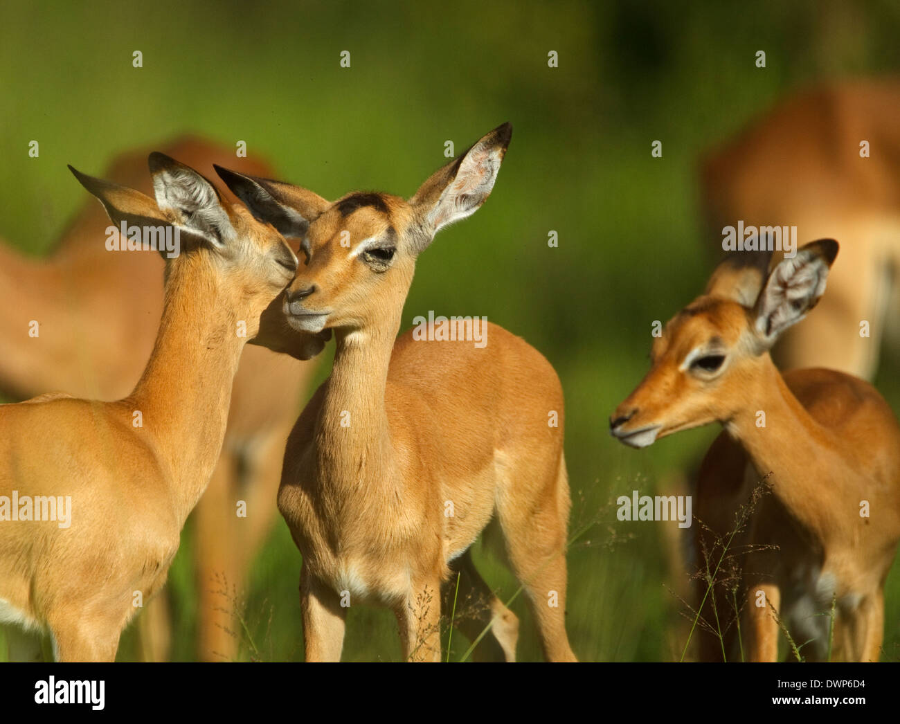 Impala (Aepyceros Melampus) Jugendliche vor und Erwachsenen hinter, gegenseitige Fellpflege Stockfoto