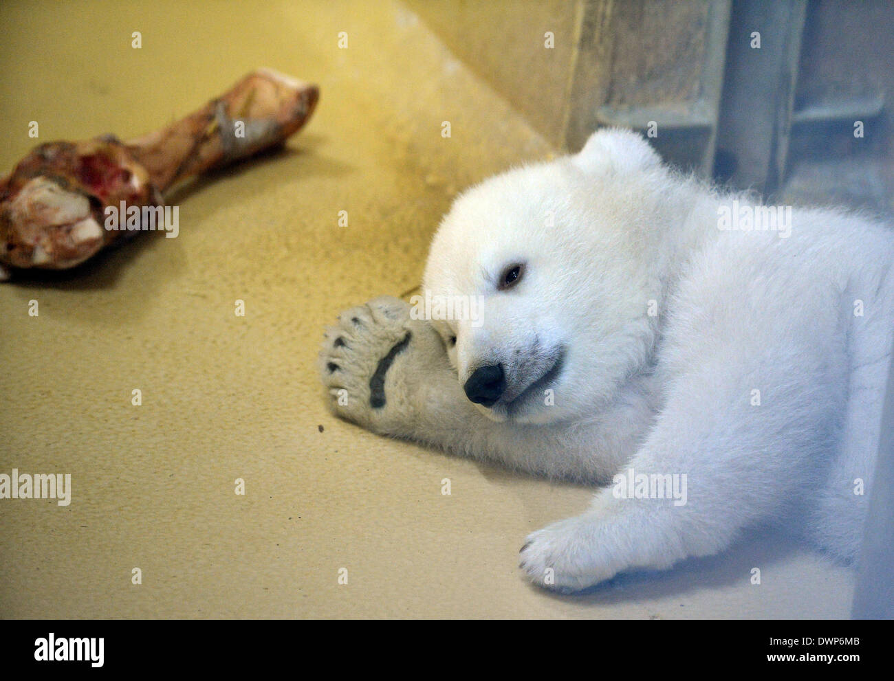 Bremerhaven, Deutschland. 12. März 2014. Eine Polar Bear Cub schläft neben seiner Knochen kauen in seinem Gehäuse in das "Zoo am Meer" (lit.) Zoo am Meer) in Bremerhaven, Deutschland, 12. März 2014. Der weiblichen Eisbär wurde am 16. Dezember 2013 geboren und jetzt lässt seine Geburt Höhle zum ersten Mal. Foto: CARMEN JASPERSEN/Dpa/Alamy Live News Stockfoto