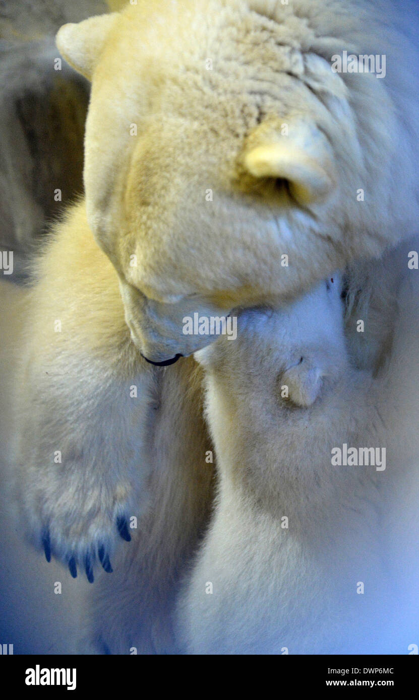 Bremerhaven, Deutschland. 12. März 2014. Mutter Valeska säugt ihr Polar Bear Cub in ihrem Gehege auf der "Zoo am Meer" (lit.) Zoo am Meer) in Bremerhaven, Deutschland, 12. März 2014. Der weiblichen Eisbär wurde am 16. Dezember 2013 geboren und jetzt lässt seine Geburt Höhle zum ersten Mal. Foto: CARMEN JASPERSEN/Dpa/Alamy Live News Stockfoto