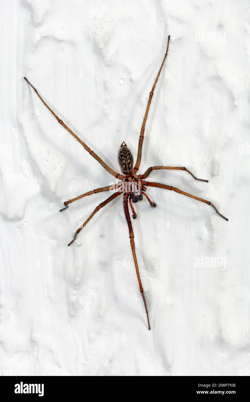 Haus Spinne, Staub Spider oder Dustbunny Spider (Tegenaria Atrica), North Rhine-Westphalia, Germany Stockfoto