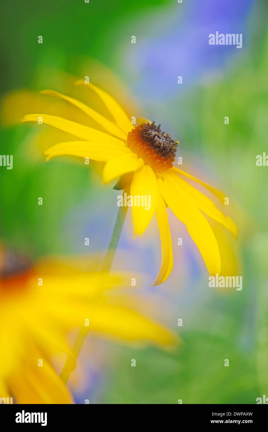 Sonnenhut, Brown-eyed Susan, Brown Betty oder "Gloriosa" Daisy (Rudbeckia Fulgida) Stockfoto