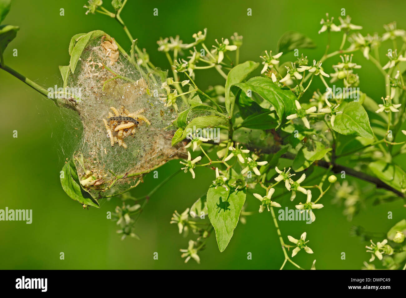 Spindel Hermelin Motte (Yponomeuta Cagnagella), Raupen am europäischen Spindel Baum (Euonymus Europaeus, Euonymus Europaea) Stockfoto