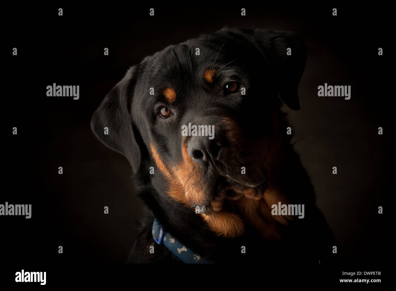 Rottweiler Hund männlichen schwarzen Hintergrund Eckzahn Hundekopf schwarzen Hintergrund Stockfoto