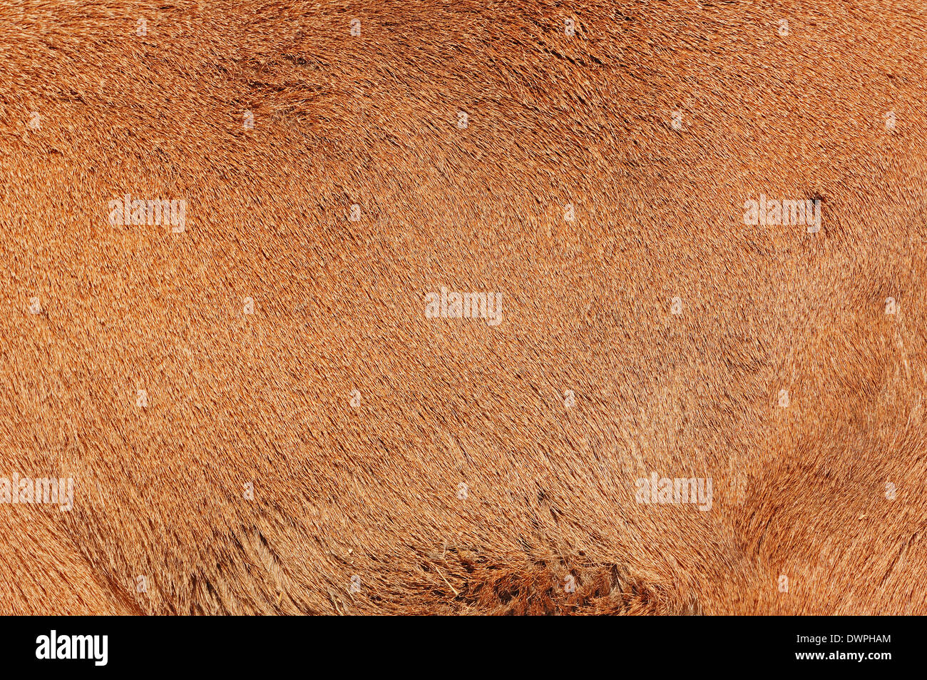 Mähnenspringer (Ammotragus Lervia), Beschichten detail Stockfoto