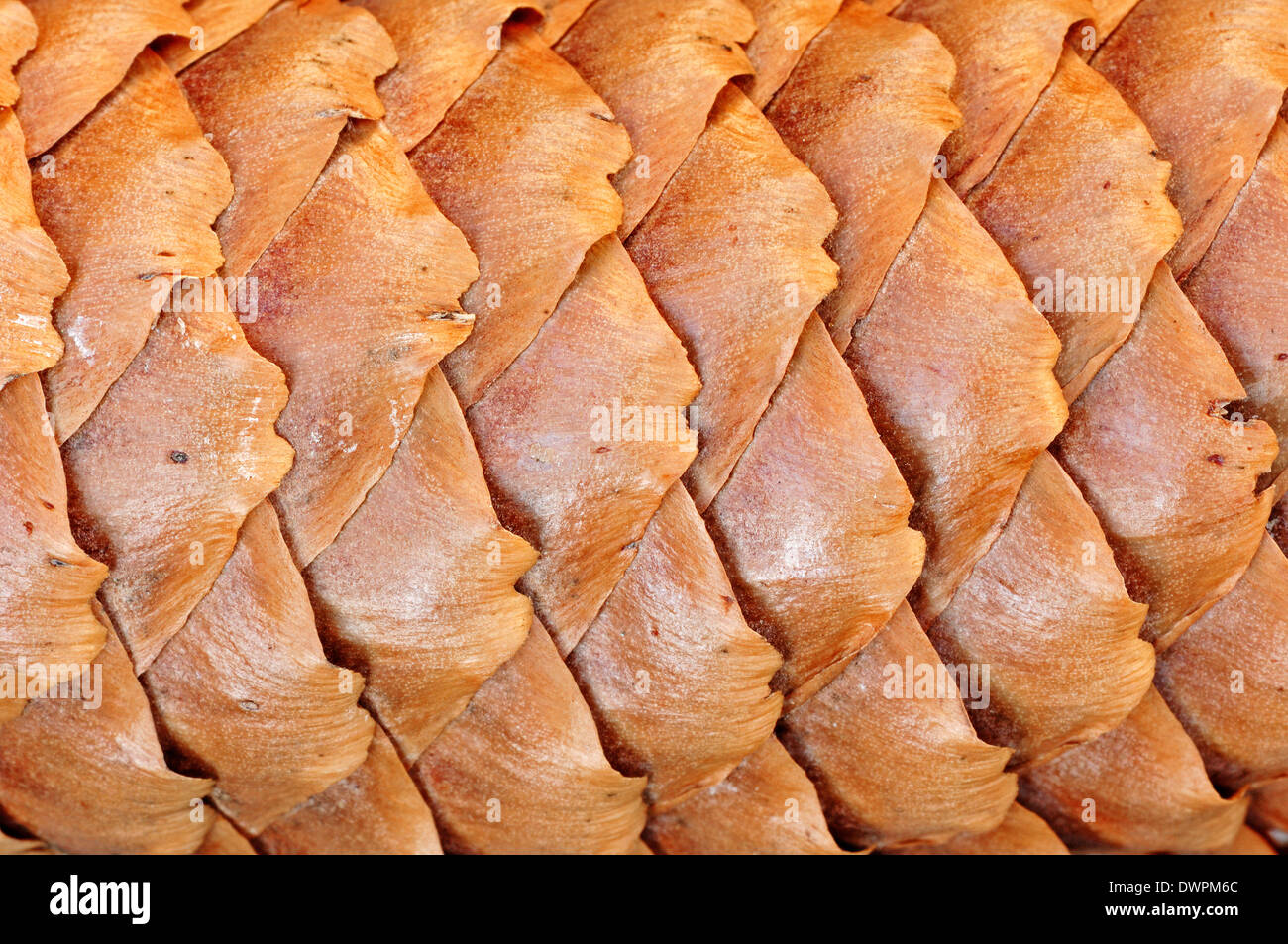 Fichte oder Fichte (Picea Abies), Kegel Detail, North Rhine-Westphalia, Deutschland Stockfoto