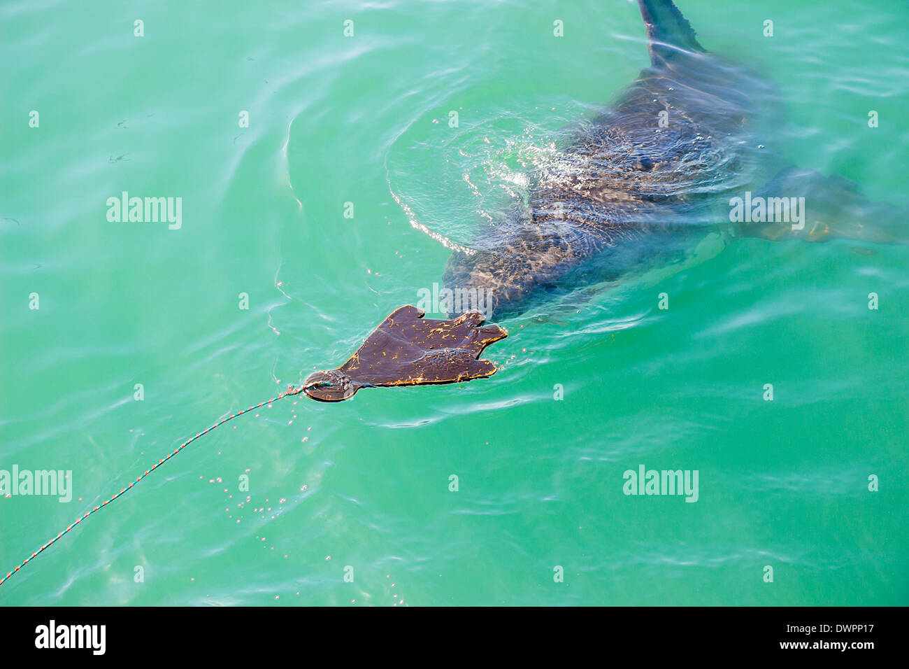 Ein großer weißer Hai Stalking eine hölzernes Siegel Köder im Ozean Stockfoto