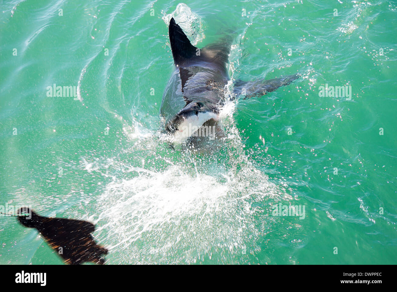 Ein großer weißer Hai Angriff auf ein hölzernes Siegel Köder im Ozean Stockfoto