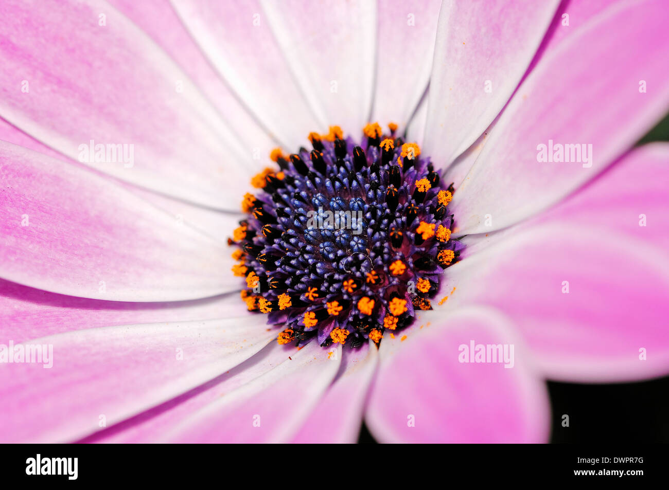 Cape Daisy, Herbers oder Cape Marguerite (Dimorphotheca Ecklonis, Osteospermum Ecklonis) Stockfoto