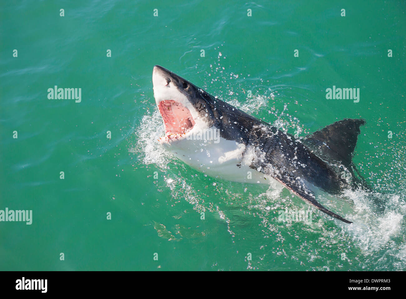 Ein großer weißer Hai verletzt das Wasser mit seinen Mund offen Stockfoto