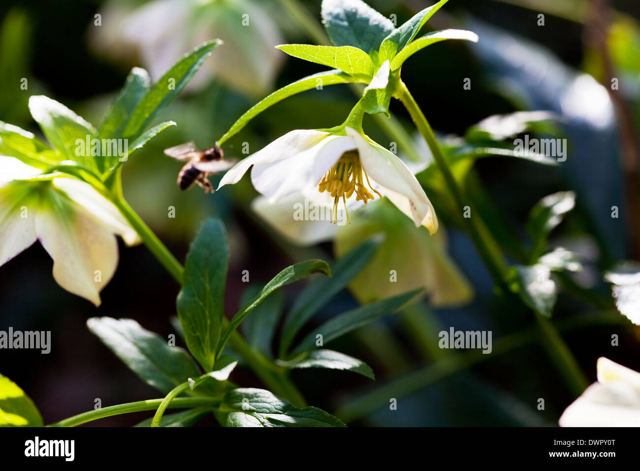 Weiße Nieswurz mit Honigbiene zufliegen, Frühling, England Stockfoto