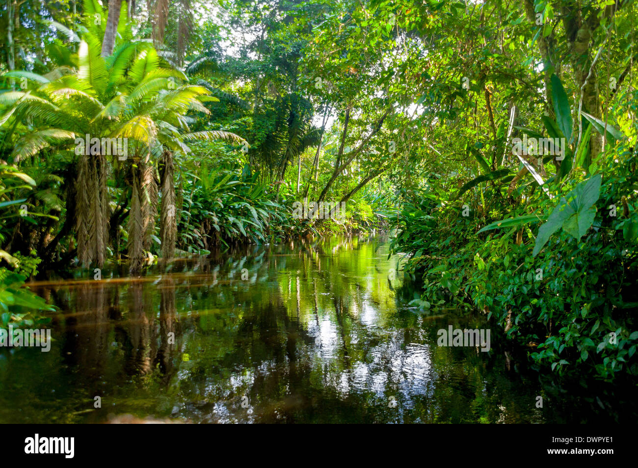 Amazonas-Dschungel Stockfoto