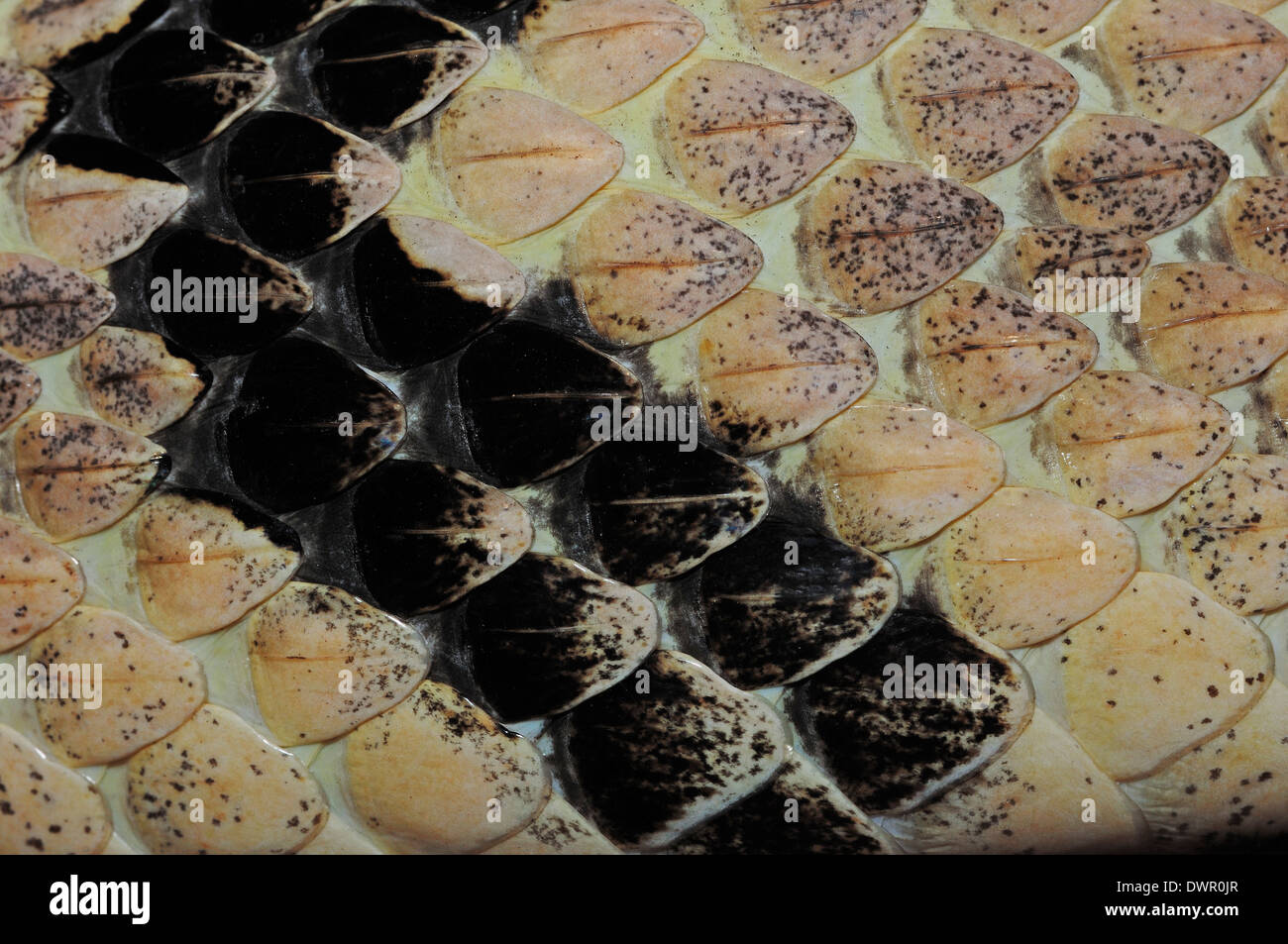 Holz-Klapperschlange, Rattlesnake Canebrake oder gebändert Klapperschlange (Crotalus Horridus), Detail der Haut Stockfoto