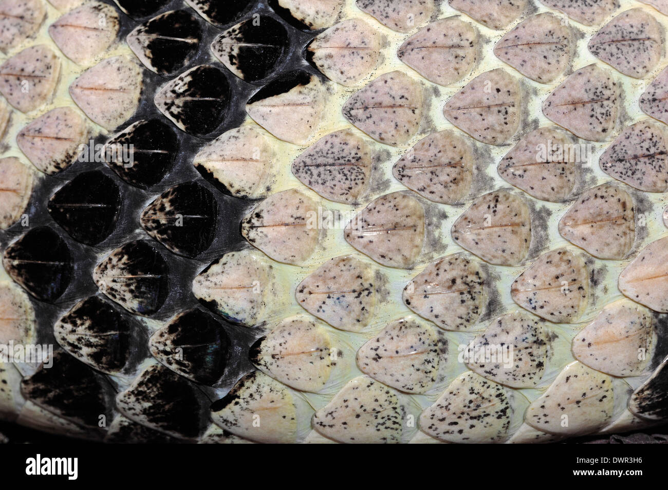 Holz-Klapperschlange, Rattlesnake Canebrake oder gebändert Klapperschlange (Crotalus Horridus), Detail der Haut Stockfoto