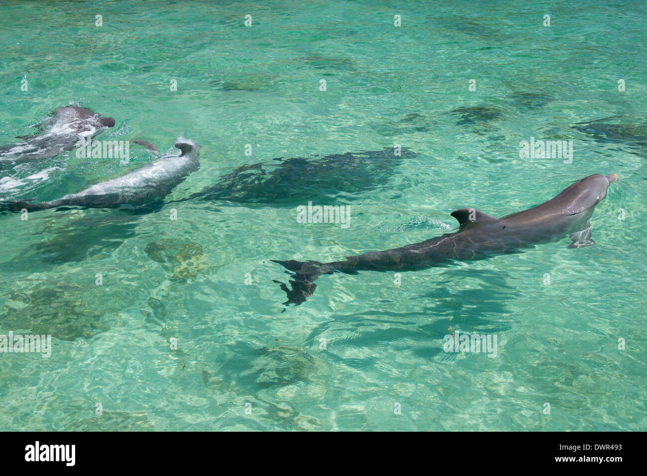 Honduras, Honduras Bay Islands Roatan. Anthonys Key, drei Tümmler (Tursiops Truncatus) aka Schweinswal. Stockfoto