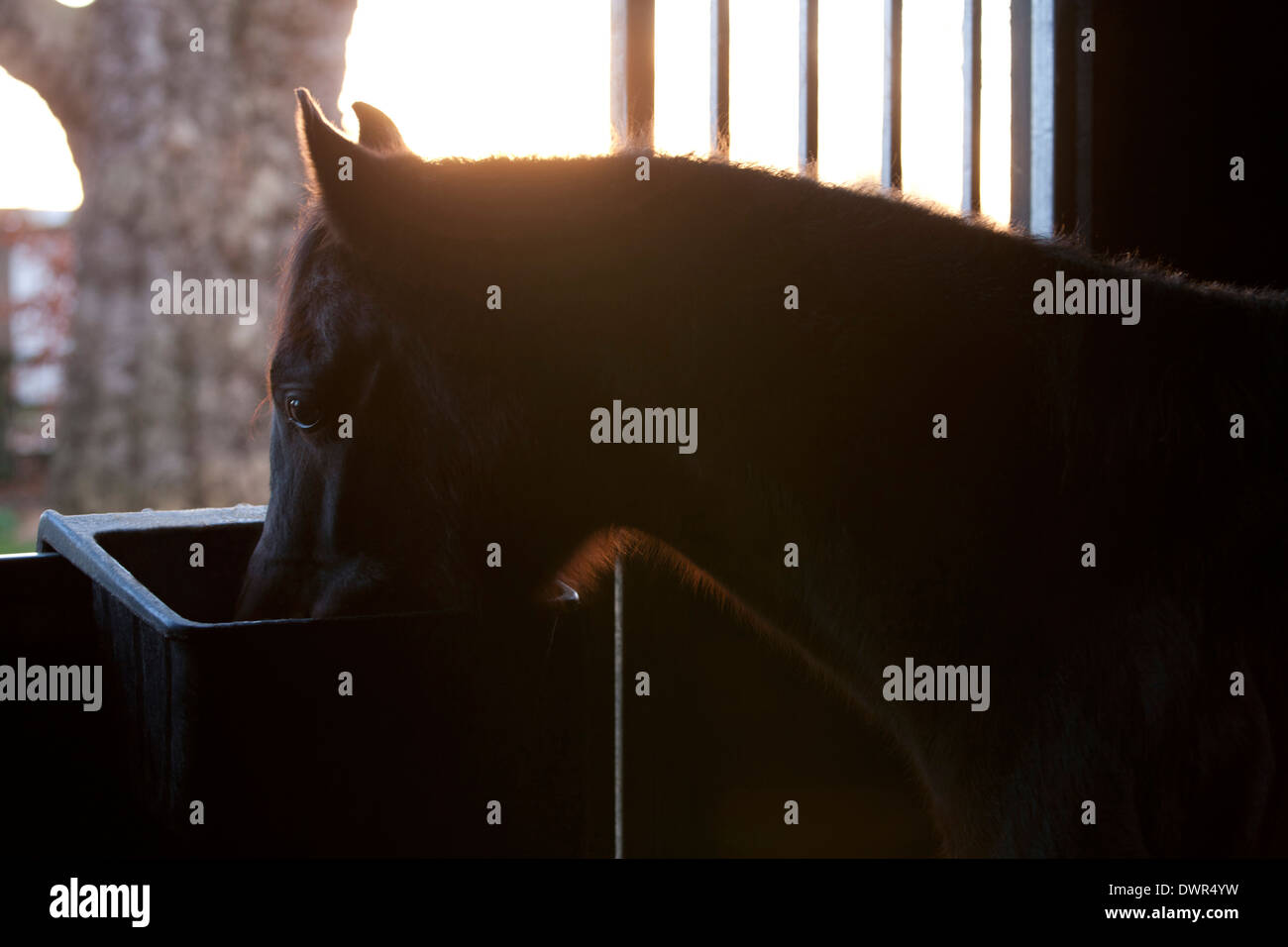 Ein Pferd steht auf einer stabilen Tür Essen Stockfoto