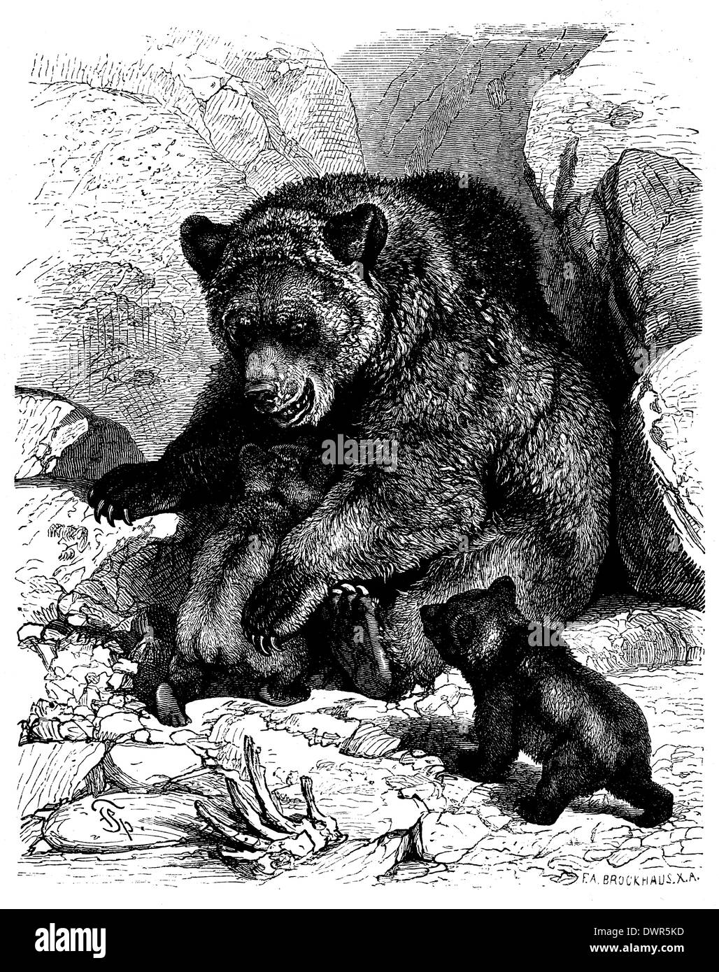 Brauner Bär Stockfoto