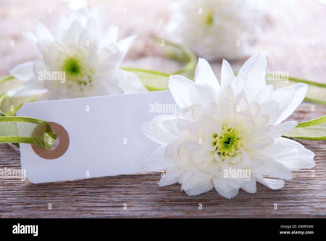 White-Label mit textfreiraum für Ihren Text und weißen Blüten im Hintergrund Stockfoto